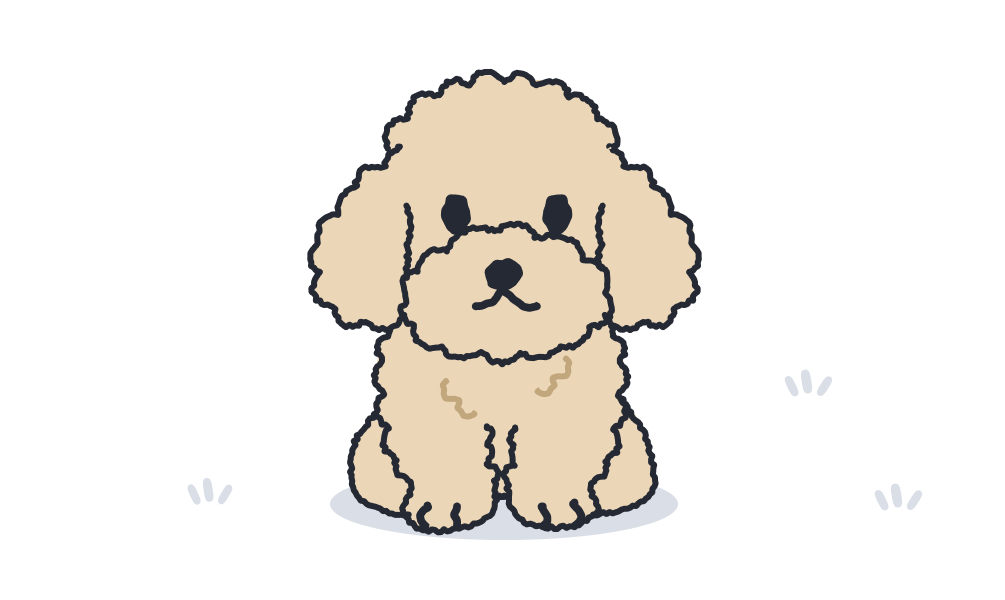 푸들 이미지